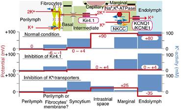 A critical evaluation of “leakage” at the cochlear blood-stria-barrier and its functional significance